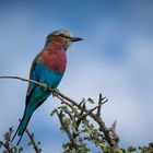 Gabelracke [Coracias caudatus] - (Etosha NP, Namibia)