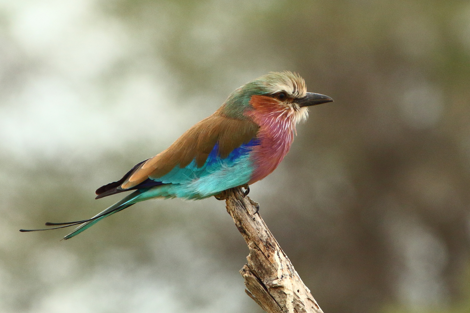 Gabelracke (Coracias caudatus)