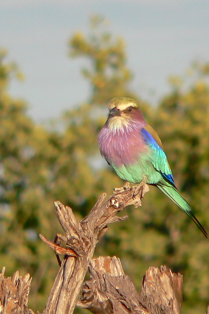 Gabelracke - einer der farbenfreudigsten Vögel in Afrika