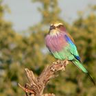 Gabelracke - einer der farbenfreudigsten Vögel in Afrika