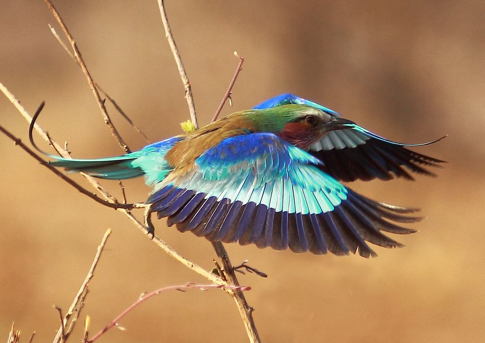 Gabelracke im Flug