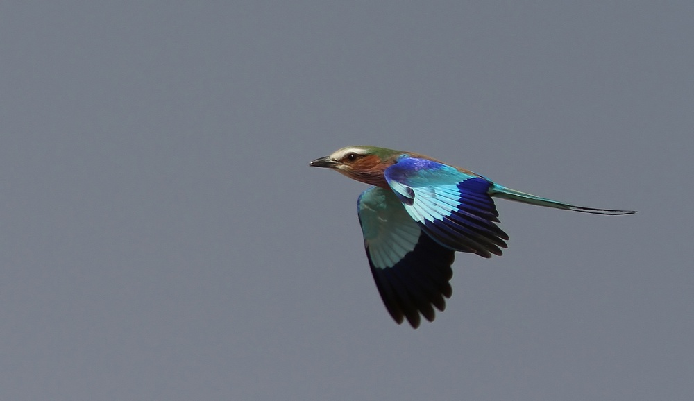 Gabelracke im Flug