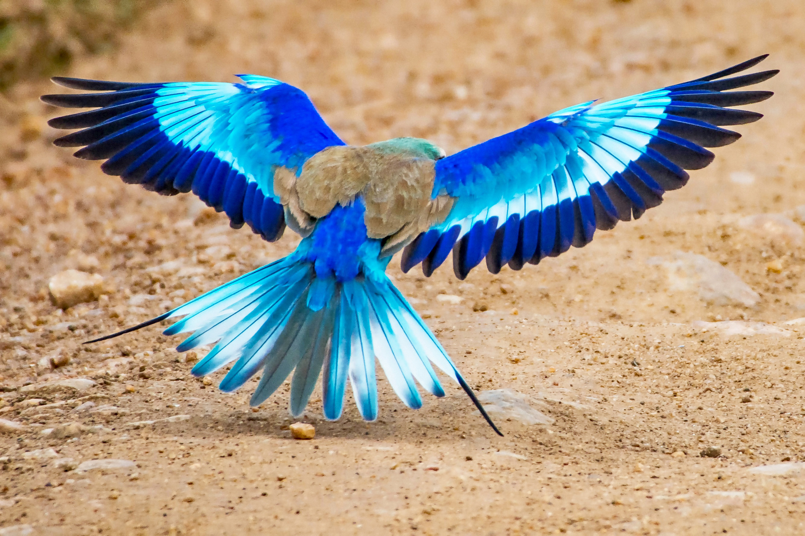 Gabelracke im Flug