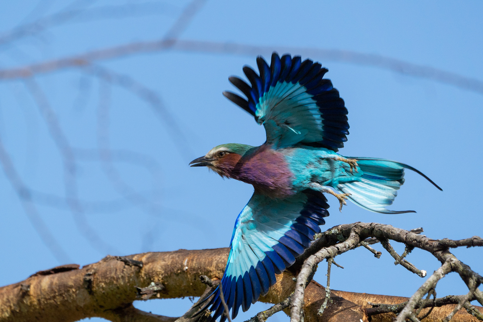 Gabelracke im Flug