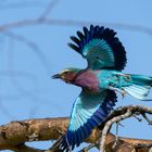 Gabelracke im Flug