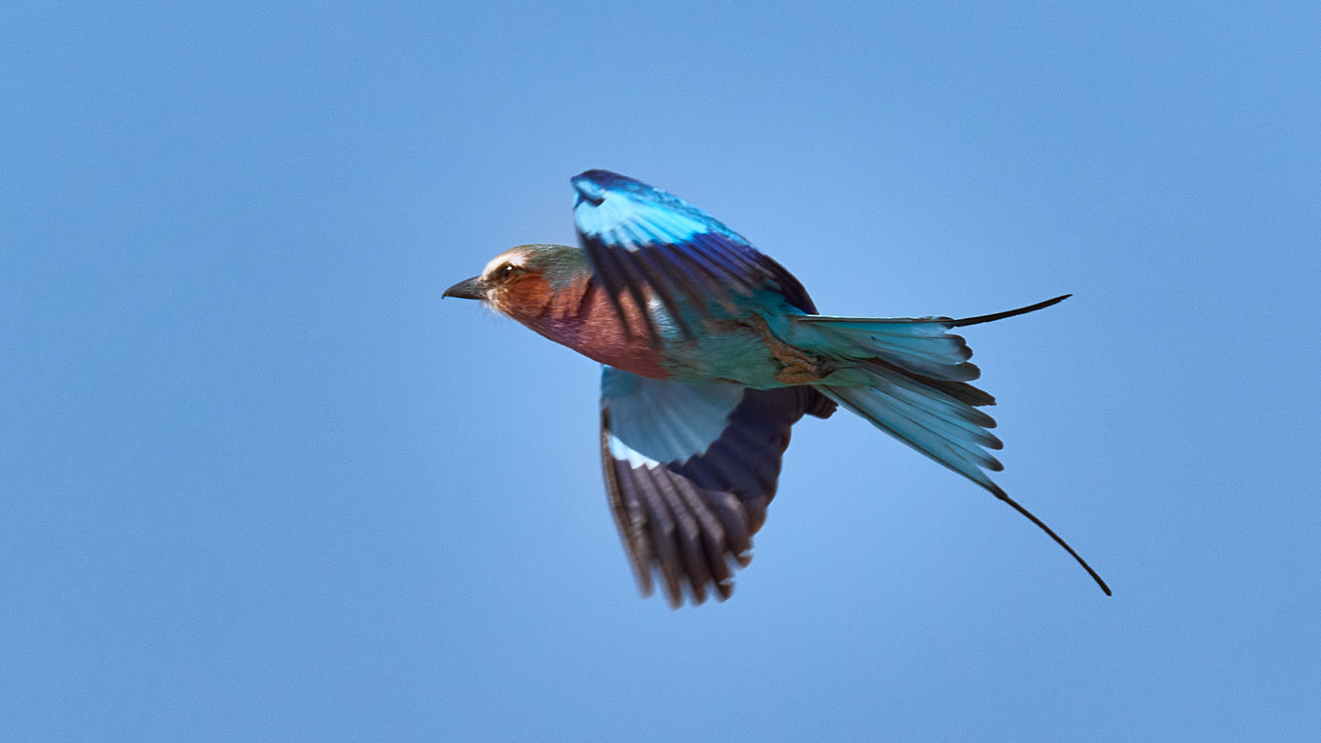 Gabelracke im Flug erwischt