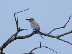 Gabelracke im Krüger NP