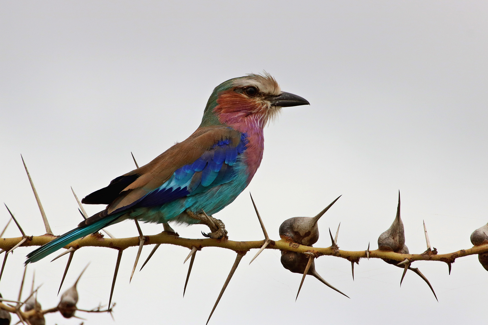 Gabelracke im Selous Game Reserve