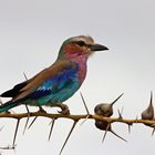 Gabelracke im Selous Game Reserve