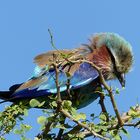 Gabelracke im Tarangire NP