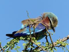 Gabelracke im Tarangire NP