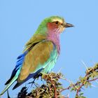 Gabelracke in der Kalahari