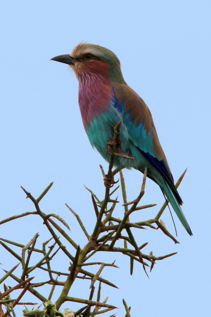 Gabelracke in Kenia