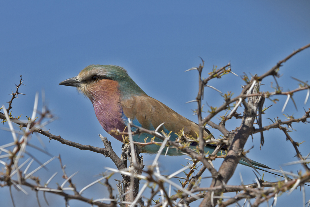 Gabelracke in Namibia