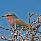 Gabelracke in Namibia