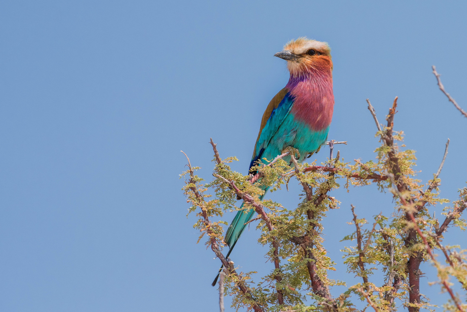 Gabelracke / Lilac-breasted Roller