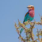 Gabelracke / Lilac-breasted Roller