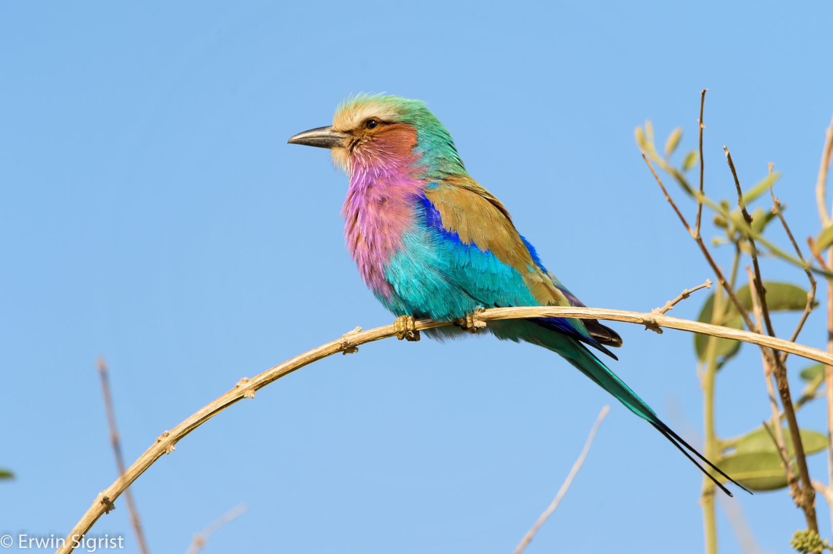 Gabelracke / Lilac-Breasted Roller