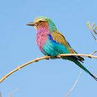 Gabelracke / Lilac-Breasted Roller