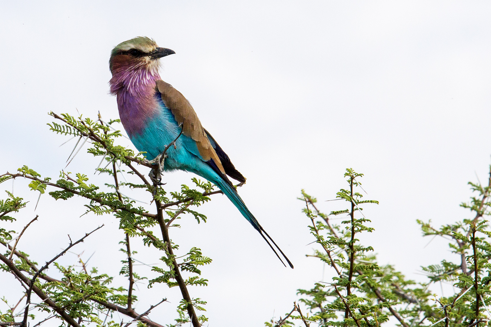 Gabelracke Namibia