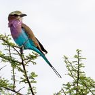 Gabelracke Namibia