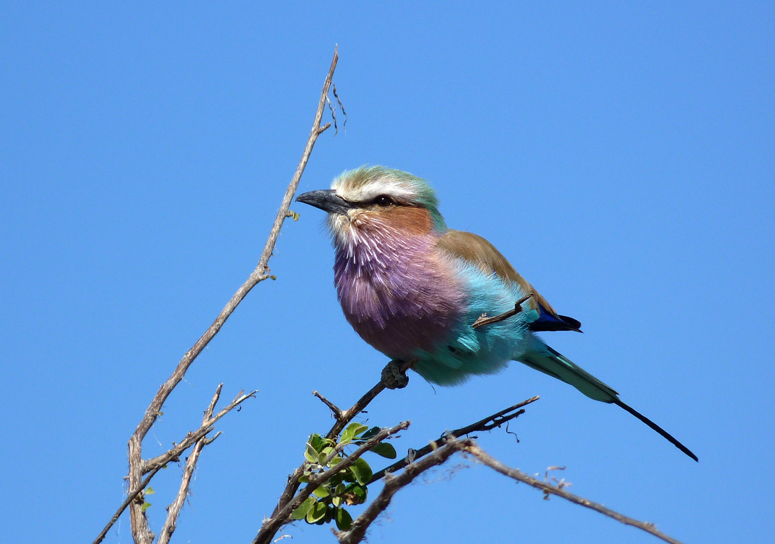 Gabelracke. Namibia.