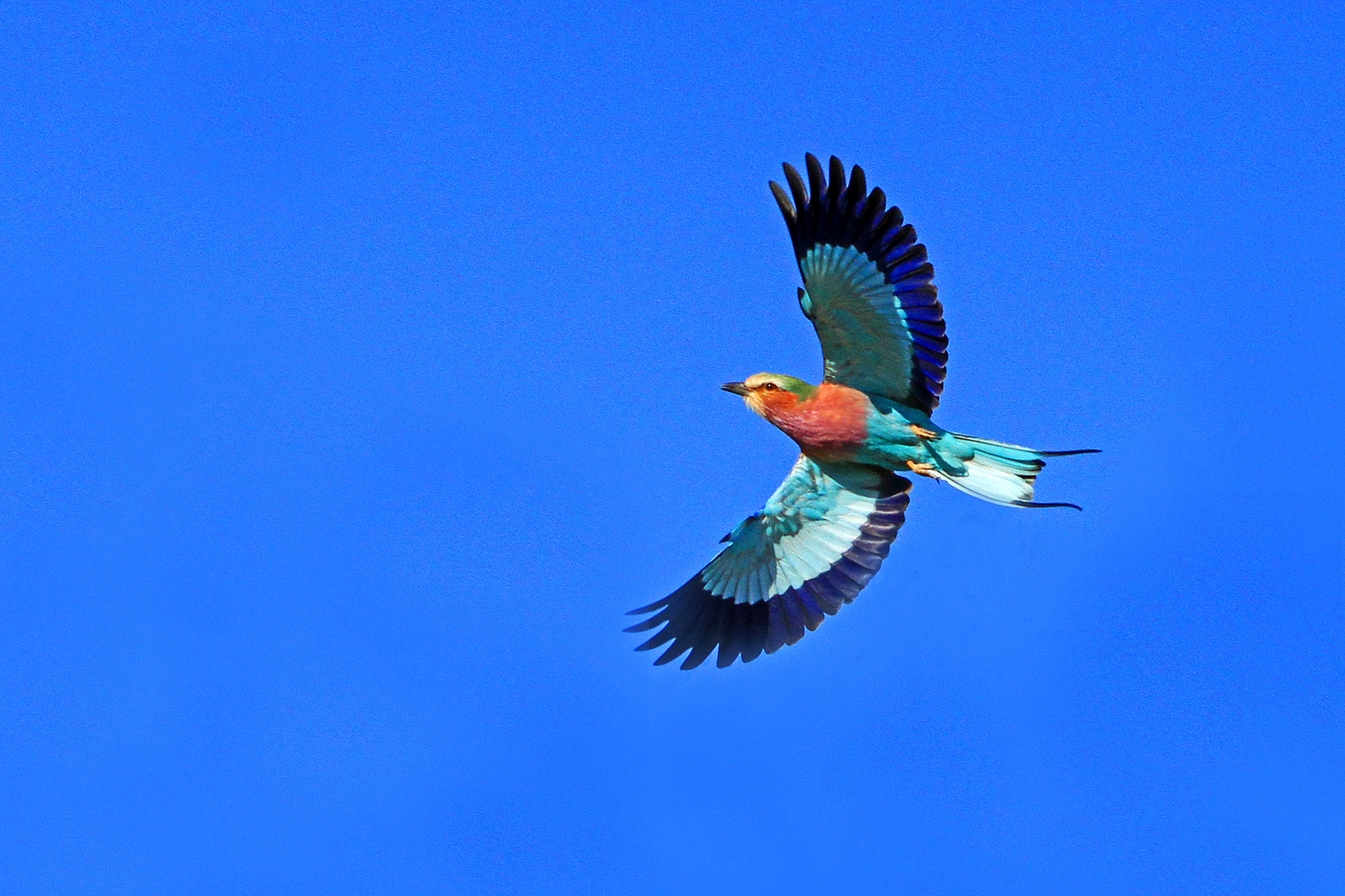 Gabelracke, Nxai Pan, Botswana