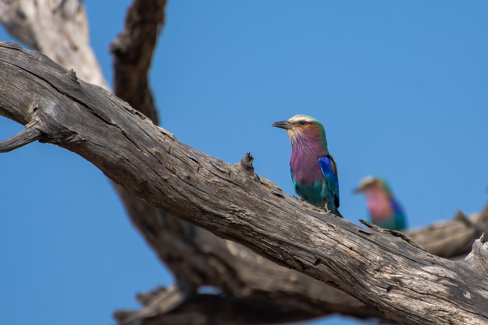 Gabelracken im Chobe Nationalpark