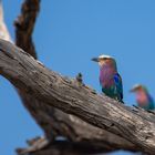 Gabelracken im Chobe Nationalpark