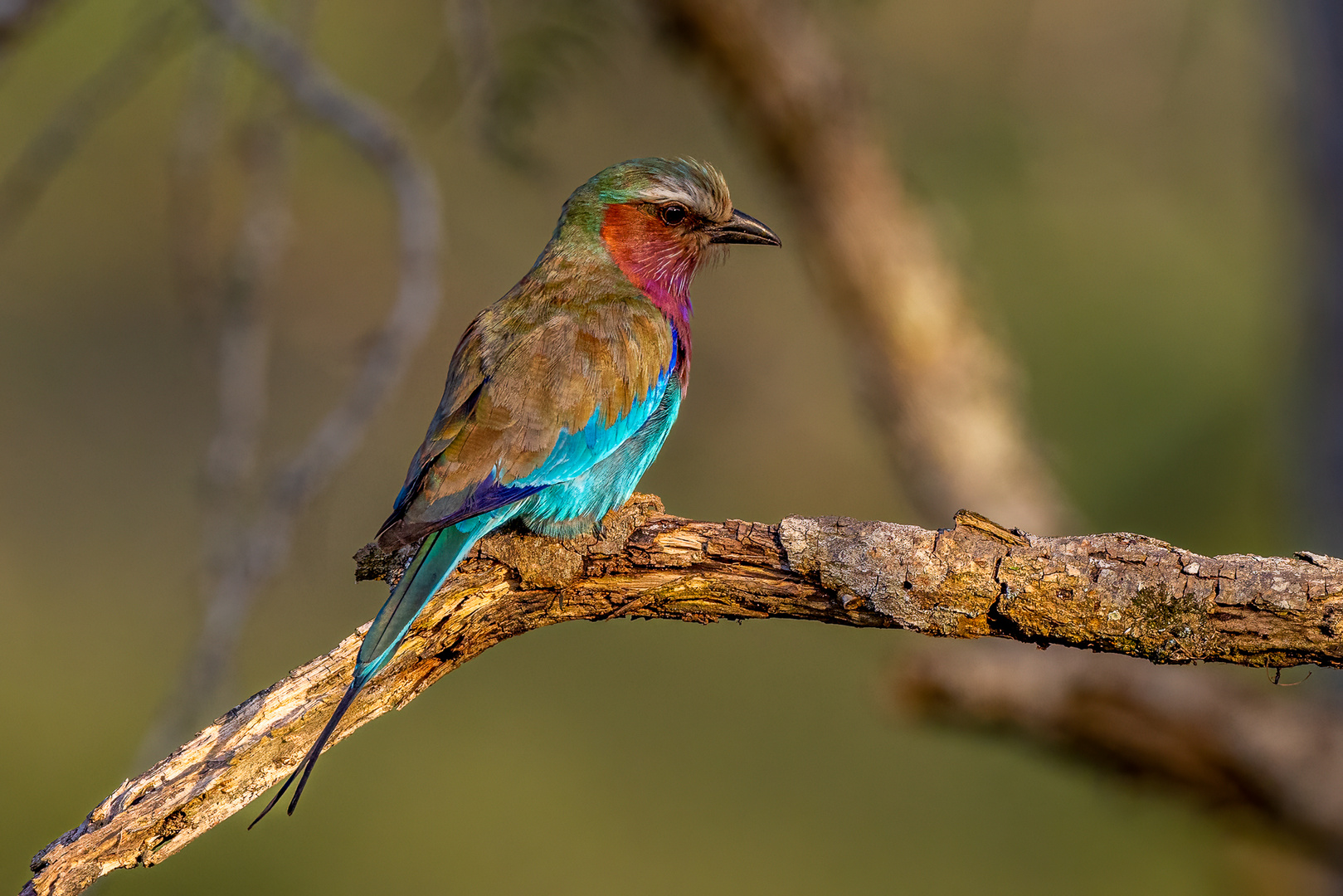 Gabelracken (Lilac-breasted Roller)