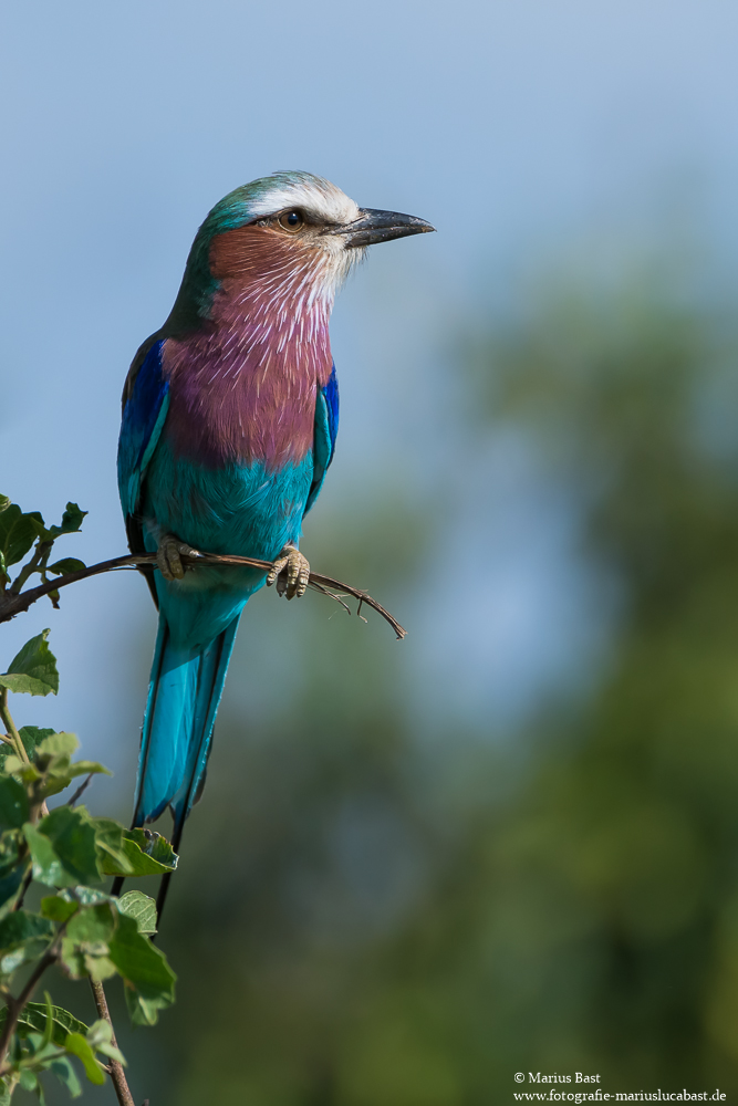 Gabelrake (Coracias caudatus)