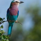 Gabelrake (Coracias caudatus)