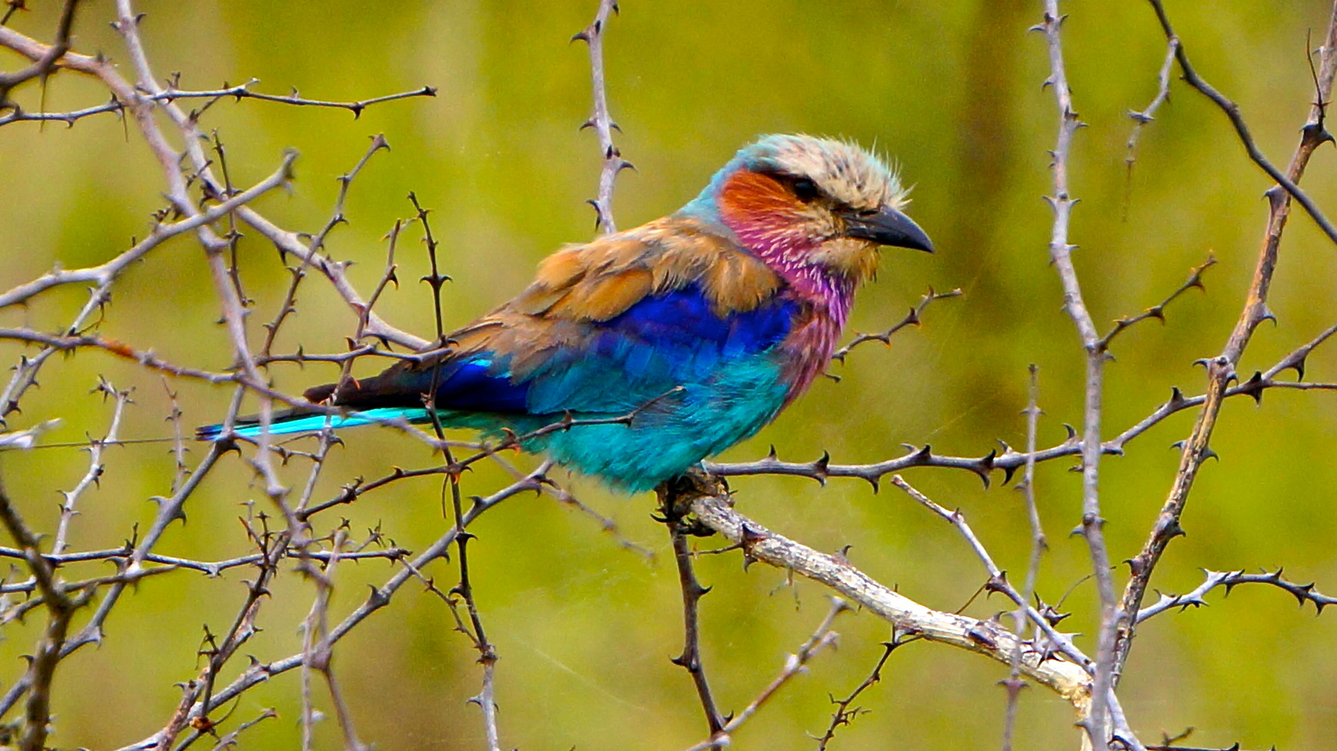 Gabelrake im Krüger NP