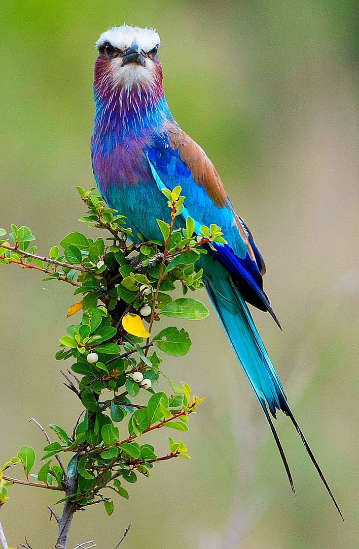 Gabelrake in der Maasai Mara