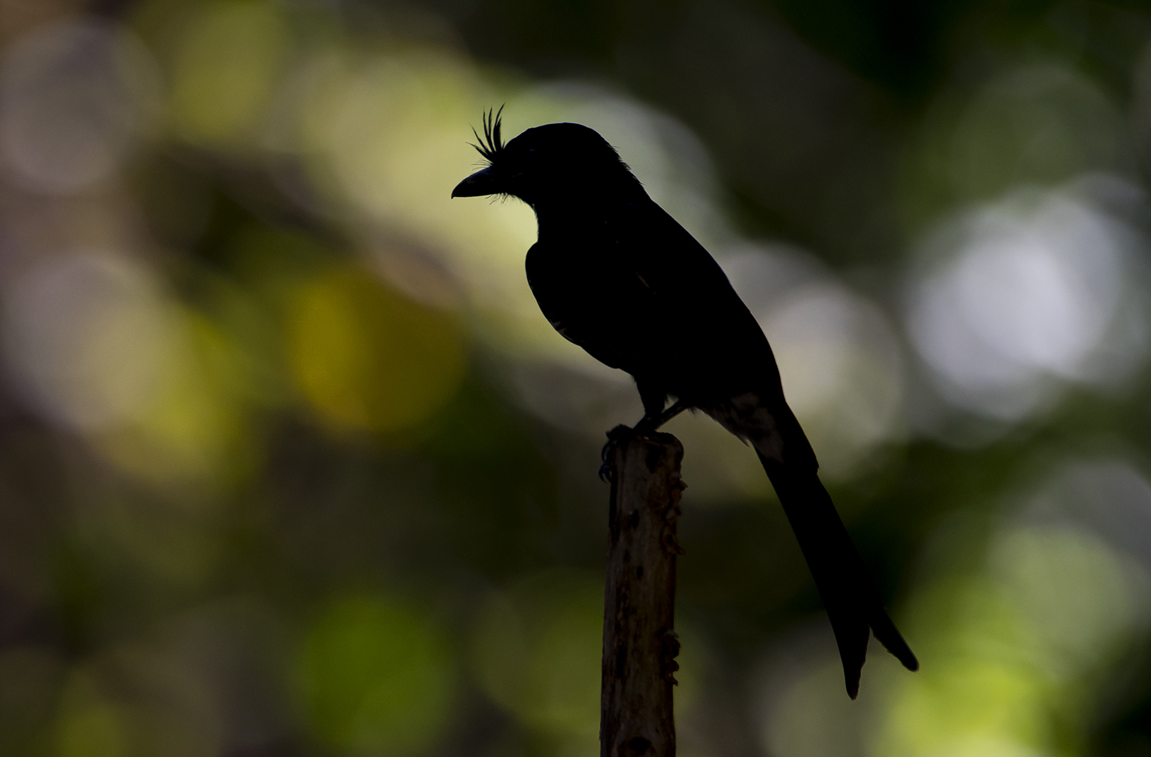 Gabelschwanz Drongo