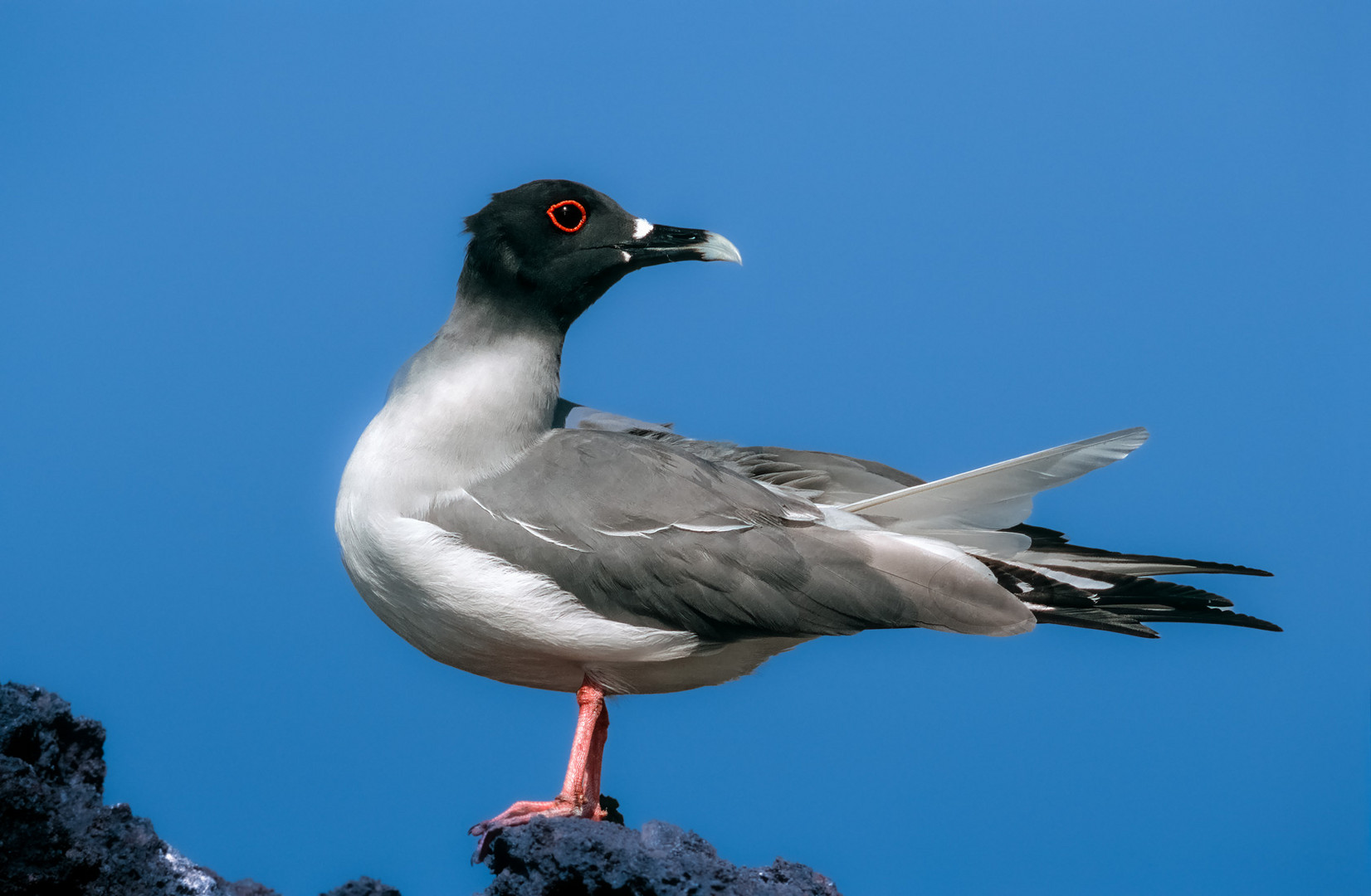 Gabelschwanzmöwe Creagrus furcatus Foto & Bild natur, vogel, tiere