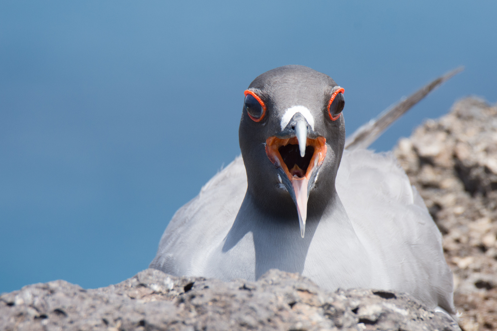 Gabelschwanzmöwe (Creagrus furcatus) während der Mittagshitze, Plaza Sur, Galápagos