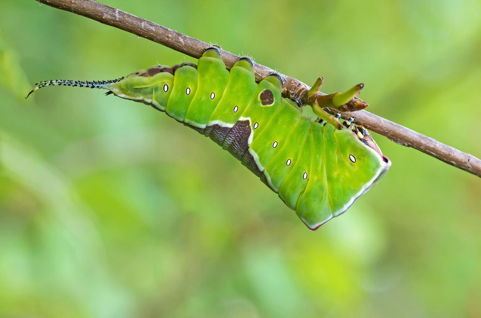 Gabelschwanzraupe