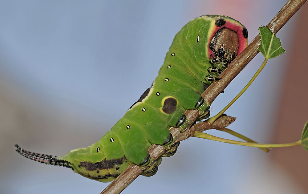 Gabelschwanzraupe