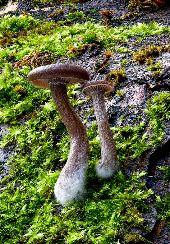 Gabeltrichterlinge