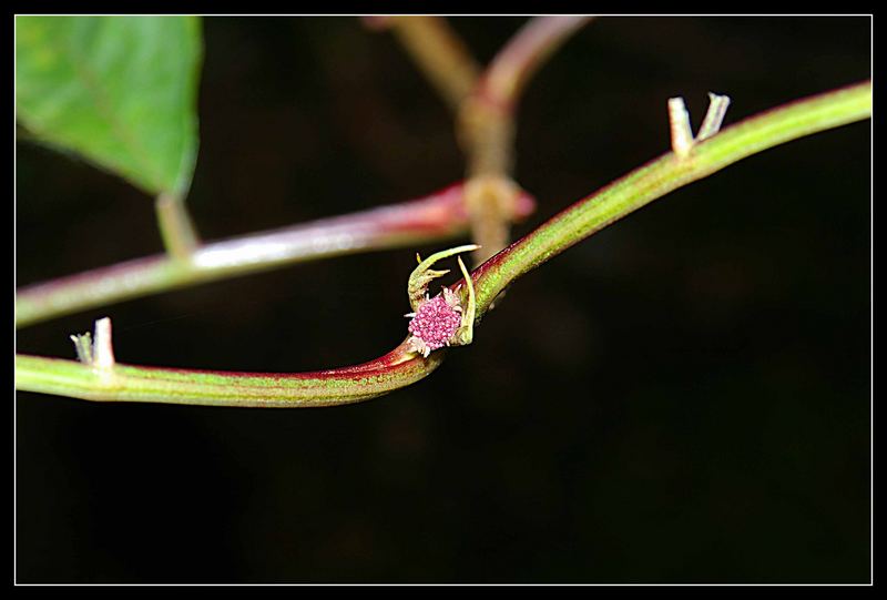 Gabelung der Natur