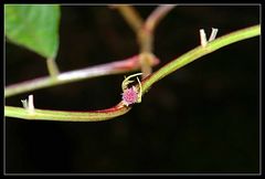 Gabelung der Natur