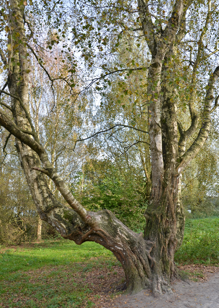 Gabelung für Eichhörnchen