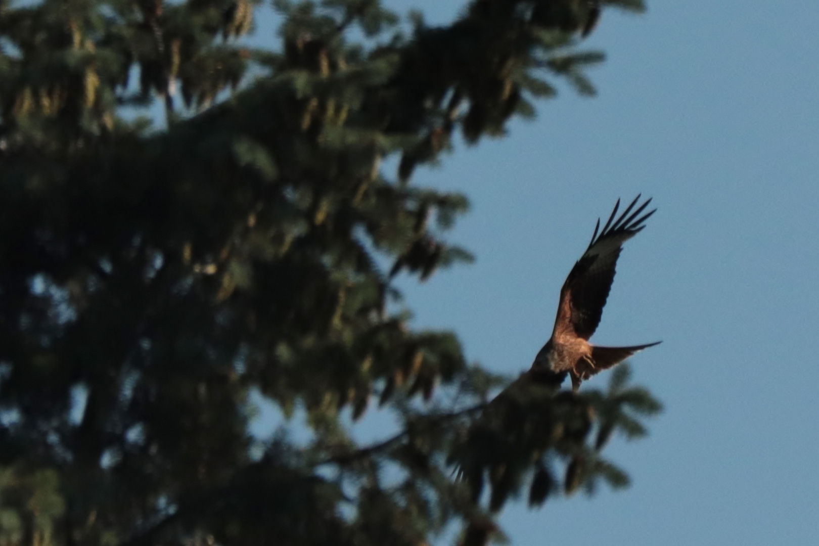 Gabelweihe im Anflug