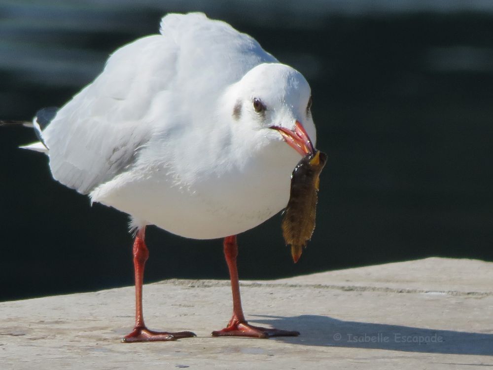 Gabian de Martigues