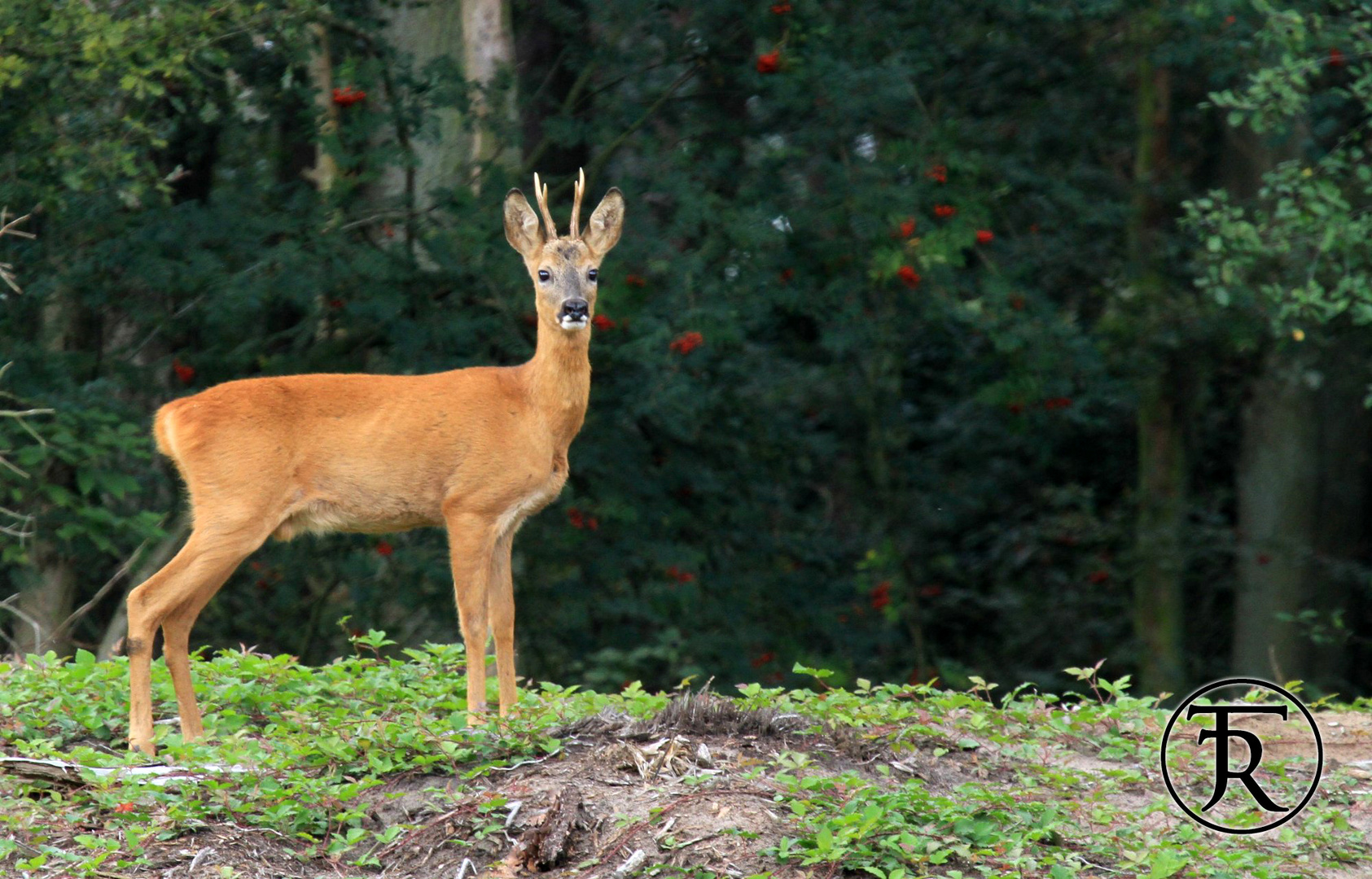 Gabler (Capreolus capreolus)