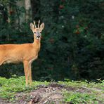 Gabler (Capreolus capreolus)