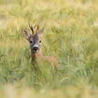 Gabler - Capreolus capreolus - im Gerstefeld