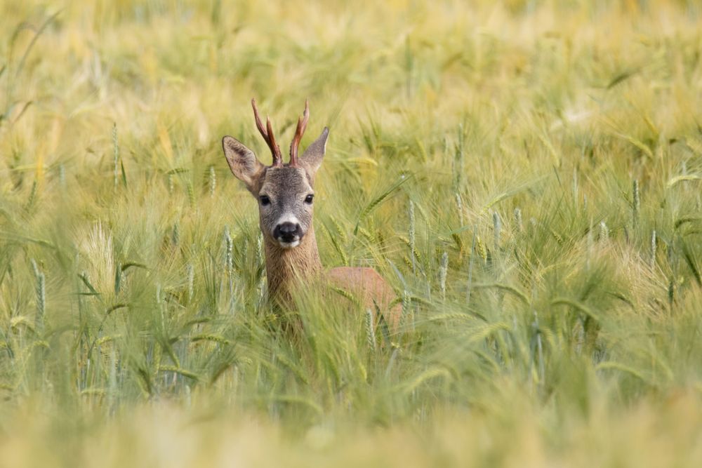 Gabler - Capreolus capreolus - im Gerstefeld