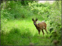 Gabler im Anmarsch